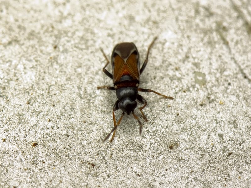 Ischnocoris hemipterus (Schilling, 1829)